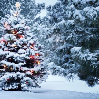 Holiday Nest