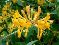 Honeysuckle