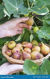 Harvest Fig