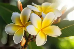 Pikake Flower