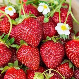 Strawberry