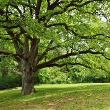 Earthen Oak