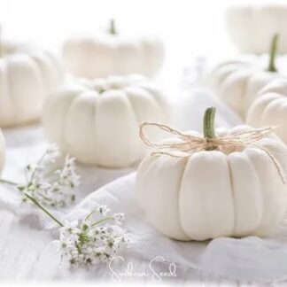 White Pumpkin BBW Type